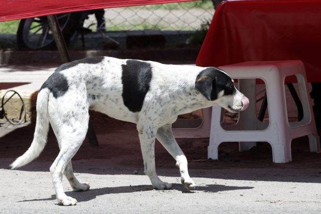 Asociación Amores Perros exige justicia para perros abandonados y maltratados en Puebla