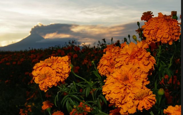 Municipio de Atlixco anuncia temporada de venta de flor de cempasúchil y terciopelo 