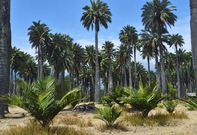 Científicos alertan que palma chilena está al borde de la extinción: Realizan llamado para medidas urgentes