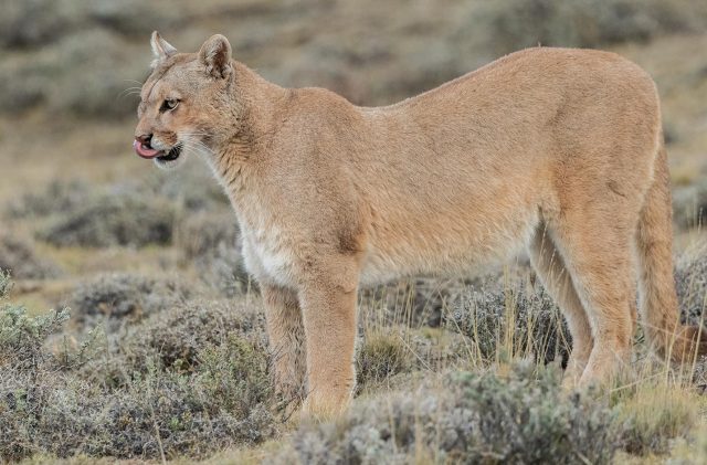 “El culiao nos hizo pedazo el auto”: Video de atropello de puma en Los Muermos genera críticas sobre protección de fauna