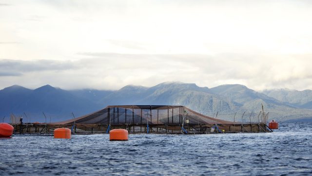 Corte Suprema confirma multa a salmonera por incumplir control del virus ISA en Aysén