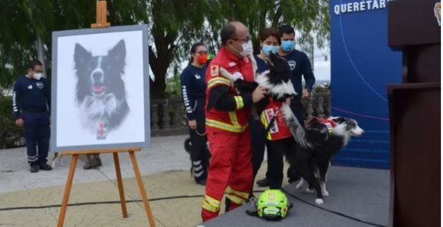 ¡Fallo histórico! Suprema Corte reafirma el derecho de los animales a una vida libre de crueldad