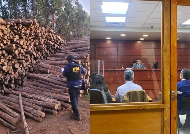 Eran empresarios: Prisión preventiva para líderes de red de blanqueo de madera robada en Arauco