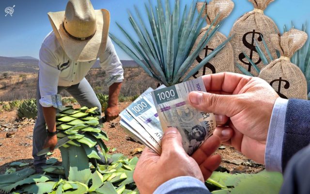 Invierte gobierno de Puebla más de 900 mdp en programa de agave mezcalero, en últimos 2  años 