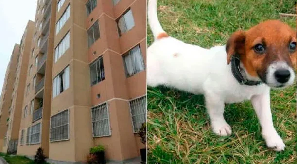 Suprema respalda a residentes y rechaza multas por tener mascotas en condominio de Antofagasta