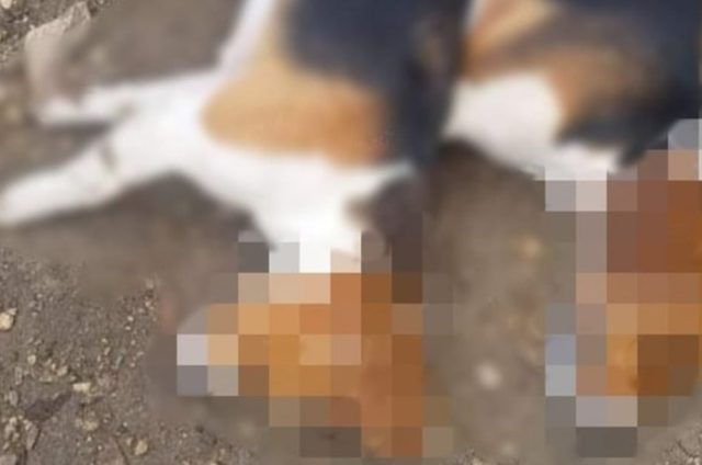 Exigen justicia tras presunta matanza masiva de perros en Ixil, Yucatán