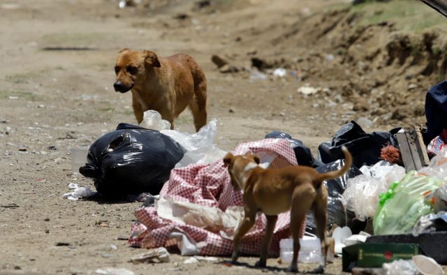 Confirma Gobierno de Puebla denuncias de Medio Ambiente por caso de perro desollado en Ahuacatlán