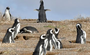 pinguinos