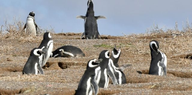 pingüinos