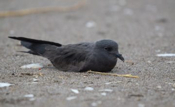 Golondrina de mar negra