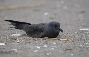 Golondrina de mar negra