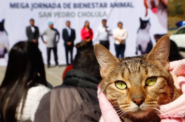 Realiza Gobierno de San Pedro Cholula Mega Jornada de Esterilización para mascotas