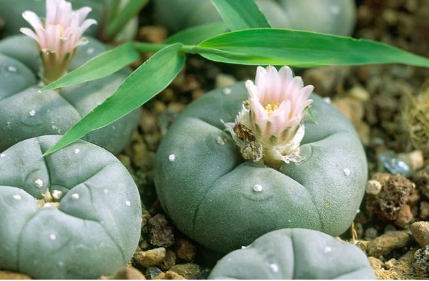 El peyote, cactus sagrado para pueblos originarios estadounidenses, amenazado por industrialización y la nueva ola psicodélica: AP