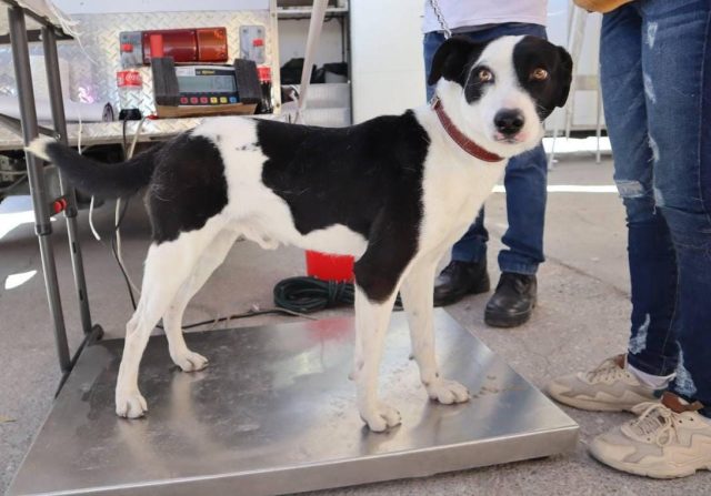 Gobierno de la Ciudad celebra el Día Internacional de los Derechos de los Animales