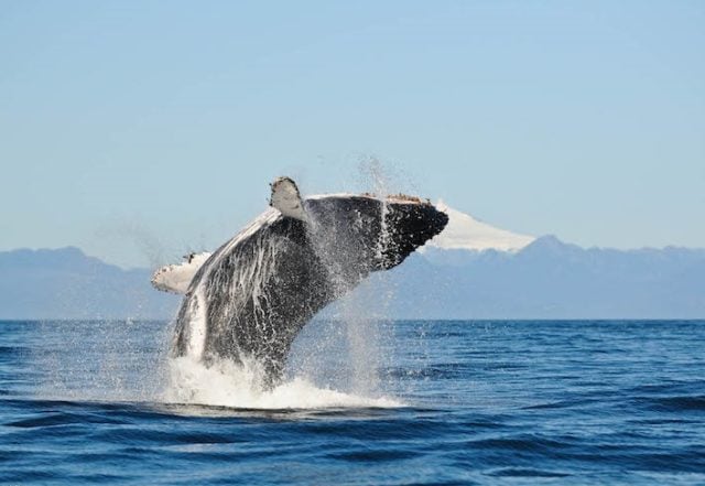 Sernapesca  interpone nueva querella por muerte de ballena jorobada en Reserva Nacional Kawésqar