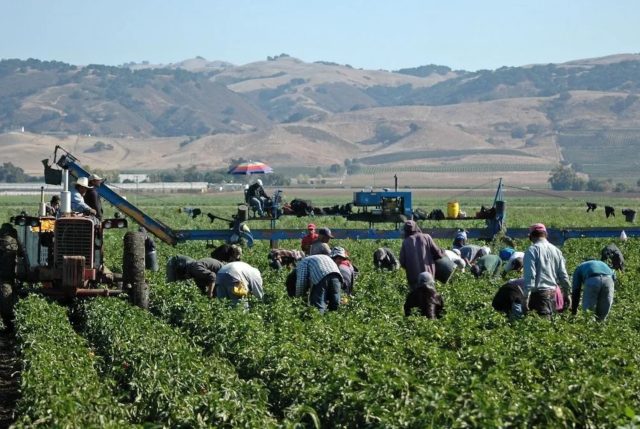 Secretaría del Trabajo logra vincular a mil 978 poblanos en sector agrícola de EE.UU. y Canadá