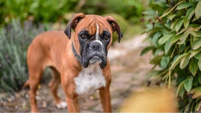 Ataque de perros deja a hombre de 84 años con lesiones graves en Curicó