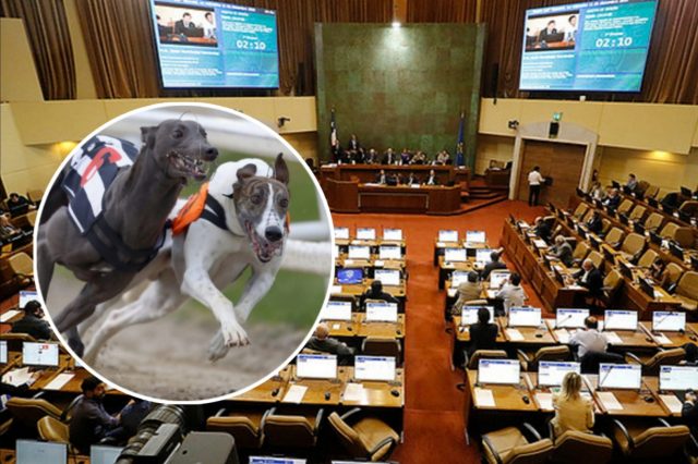 Dependerá de Boric: Cámara Baja aprobó proyecto que permite al Presidente prohibir carreras de perros