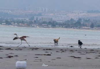 ataque de perros a flamenco