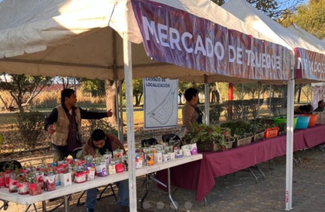 Invitan a canjear árboles de navidad naturales y artículos reciclables en el Mercado del Trueque 2025, CDMX