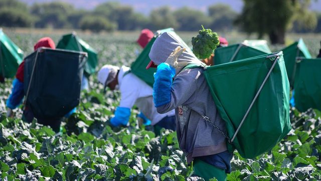 Proyecto de reintegración: Gobierno de Sheinbaum generará 35 mil empleos para mexicanos deportados de EE.UU.