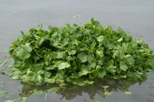 Enfrentan agricultores de Tehuacán heladas, incertidumbre arancelaria,  y caída de precios