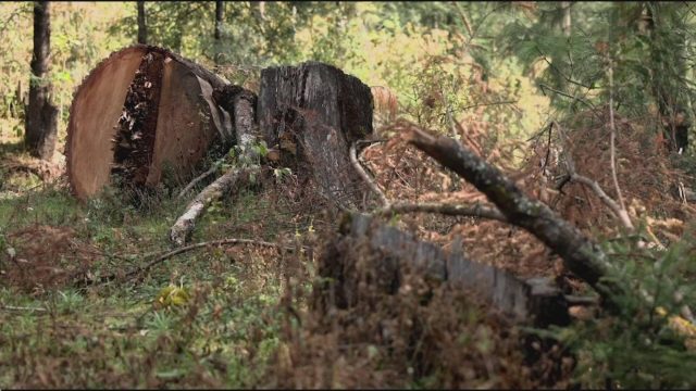 Ejército y Guardia Nacional en la lucha contra la tala ilegal en el Bosque de Agua