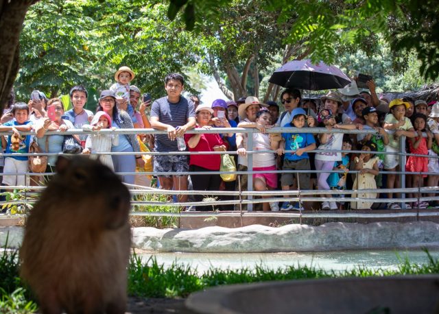 En medio de la «capibara manía», Perú celebra el «Capibara Fest»