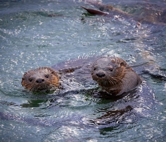 Industria acuícola en la mira: Alertan sobre peligro de extinción del huillín y chungungo en Chile