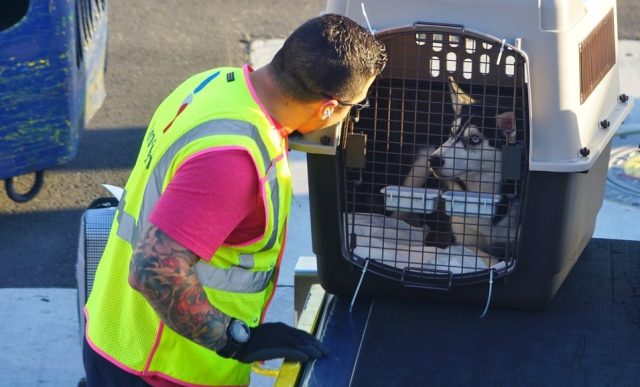 Mascotas varadas y clientes furiosos: Aerolíneas enfrentan investigación del Sernac por cambiar condiciones de viaje