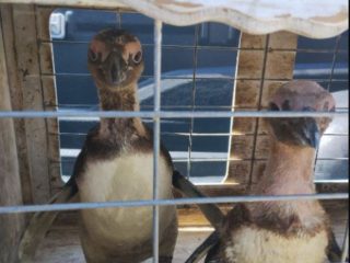 liberación de pingüinos de Magallanes