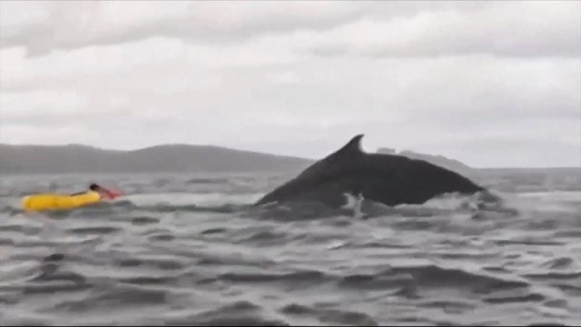 liberado por una ballena