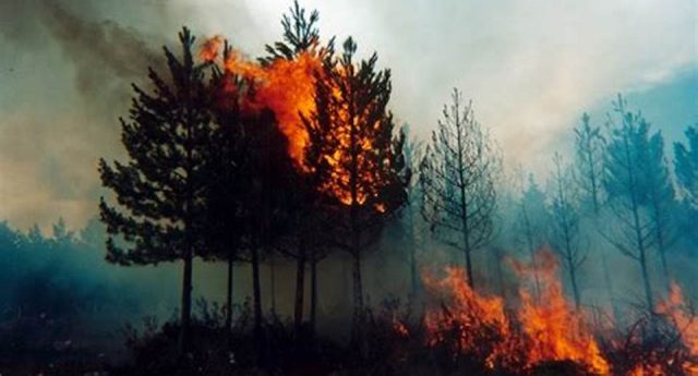 Incendios devastadores y monocultivos: Organizaciones acusan al modelo forestal de perpetuar la tragedia