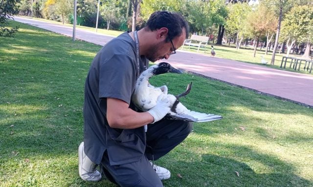 Bienestar Animal valora 40 animales en el Parque del Arte en Puebla y los reporta en buen estado