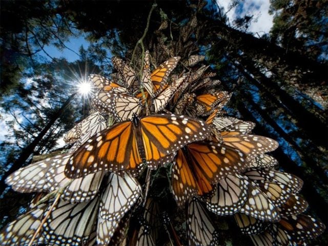 Mariposa monarca duplica su presencia en México durante el invierno 2024-2025