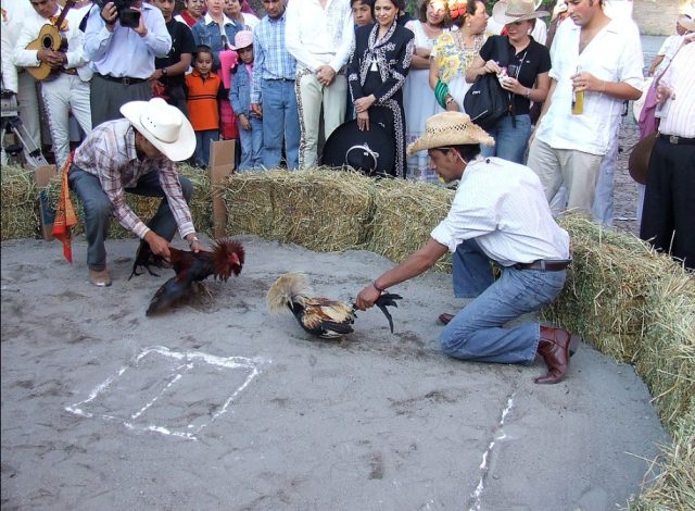 En análisis, viabilidad de peleas de gallos para la Feria de Puebla 2025