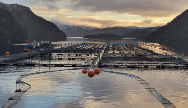 Chile exporta certificaciones, pero no derechos: denuncian aval que «legitima» a salmoneras que operan en territorios indígenas