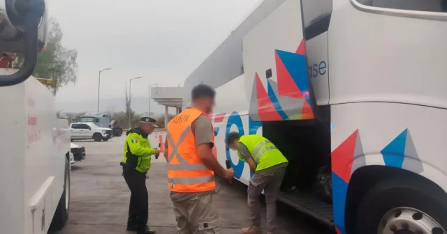 Rescatan 320 crías de tortuga pavo real en autobús en la México-Puebla