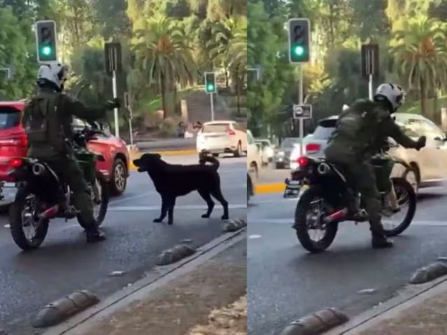 Denuncian a motorista de Carabineros por rociar gas pimienta a perrito