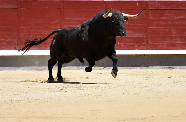 Congreso de la CDMX aprueba corridas de toros sin violencia: un nuevo capítulo para la tauromaquia